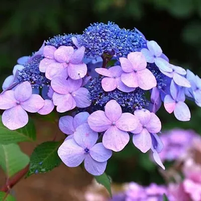 Гортензия ЭНДЛЕСС САММЕР ТВИСТ ЭНД ШАУТ крупнолистная  Гортензия ЭНДЛЕСС САММЕР ТВИСТ ЭНД ШАУТ крупнолистная в Саратове
