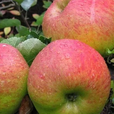 Яблоня ЯБЛОЧНЫЙ СПАС  Яблоня ЯБЛОЧНЫЙ СПАС в Саратове