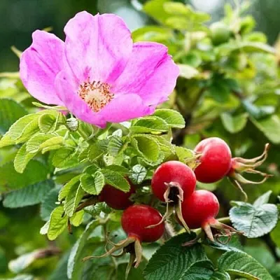 Шиповник  в Саратове