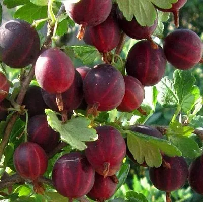 Крыжовник ХИННОМАКИ РОТ  Крыжовник ХИННОМАКИ РОТ в Саратове