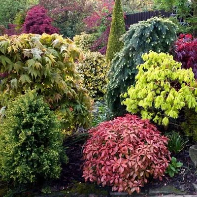 Декоративные растения в Саратове