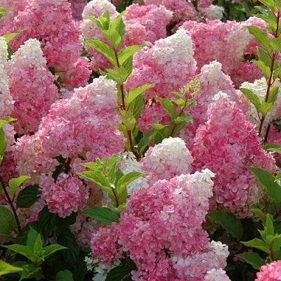 Гортензия МЕЛЬБА ФРАЙЗ метельчатая  Гортензия МЕЛЬБА ФРАЙЗ метельчатая в Саратове