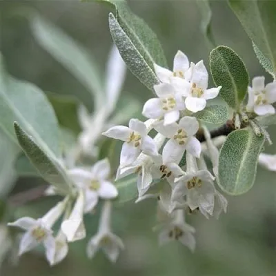ЛОХ СЕРЕБРИСТЫЙ  ЛОХ СЕРЕБРИСТЫЙ в Саратове