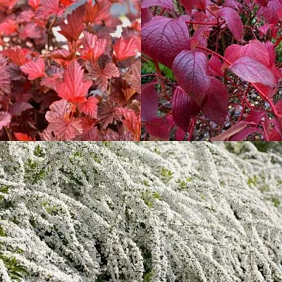 Комплект ЖИВАЯ ИЗГОРОДЬ в Саратове