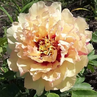 Пион КЕНАРИ БРИЛЛИАНТС ито-гибрид  Пион КЕНАРИ БРИЛЛИАНТС ито-гибрид в Саратове