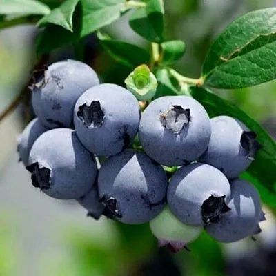 Голубика СИЕРРА  Голубика СИЕРРА в Саратове