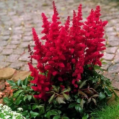 Астильба ГЛАТ Арендса — описание сорта Астильба ГЛАТ Арендса в Саратове