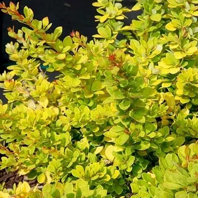 Барбарис СЕНСЕЙШЕН тунберга  Барбарис СЕНСЕЙШЕН тунберга в Саратове