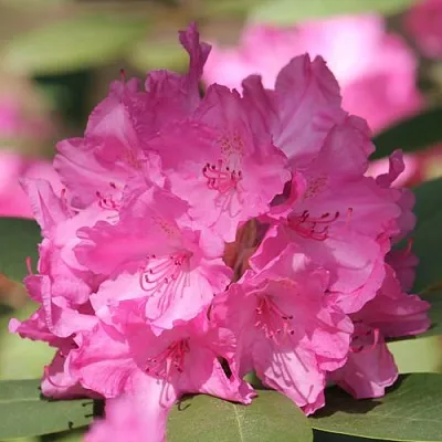 Рододендрон ЛУМИНА  Рододендрон ЛУМИНА в Саратове