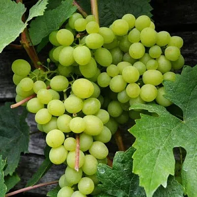 Виноград АЛЕШЕНЬКИН в Саратове