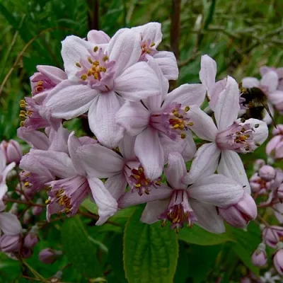 Дейция МОУНТ РОУЗ  Дейция МОУНТ РОУЗ в Саратове