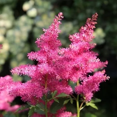 Астильба САННИ ДЕЙ гибридная  Астильба САННИ ДЕЙ гибридная в Саратове