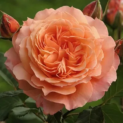 Саженцы роз БЕЛЬВЕДЕР шраб  Саженцы роз БЕЛЬВЕДЕР шраб в Саратове