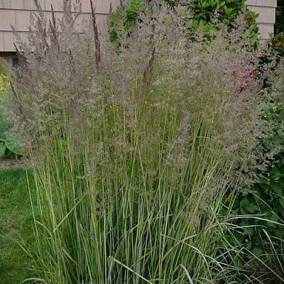 Вейник АВАЛАНШ остроцветковый  Вейник АВАЛАНШ остроцветковый в Саратове