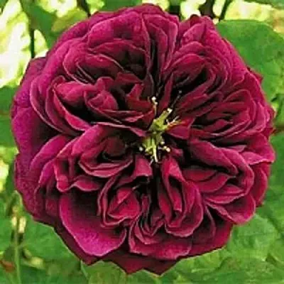 Саженцы роз ЗЕ ПРИНЦ английская  Саженцы роз ЗЕ ПРИНЦ английская в Саратове