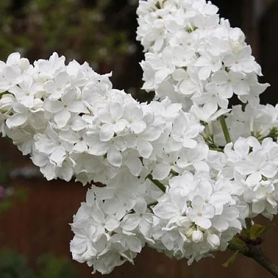 Сирень ФЛОРА в Саратове