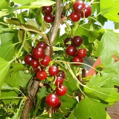 Смородина золотистая ВИШНЕВАЯ в Саратове