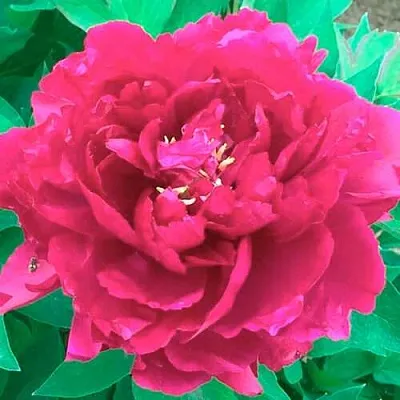 Пион ОСТРОВНОЙ МИНИСТР древовидный  Пион ОСТРОВНОЙ МИНИСТР древовидный в Саратове