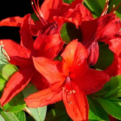 Азалия НАБУКО листопадная в Саратове