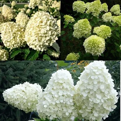 Комплект НЕЖНЫЙ КАПУЧИНО в Саратове