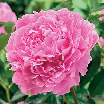 Пион МИСС ЭКХАРТ травянистый  Пион МИСС ЭКХАРТ травянистый в Саратове