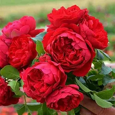 Саженцы роз ФЛОРЕНТИНА плетистая  Саженцы роз ФЛОРЕНТИНА плетистая в Саратове