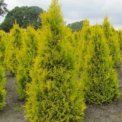 Туя САНКИСТ западная в Саратове