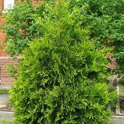 Туя АНЯ (АНИЕ) западная в Саратове