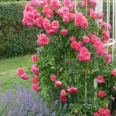 Саженцы роз РОЗАРИУМ ЮТЕРСОН плетистая в Саратове