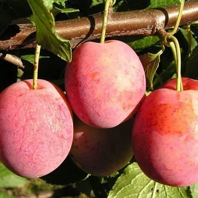 Слива ВИКТОРИЯ  Слива ВИКТОРИЯ в Саратове