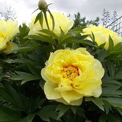 Пион БАРЦЕЛЛА ито-гибрид  Пион БАРЦЕЛЛА ито-гибрид в Саратове