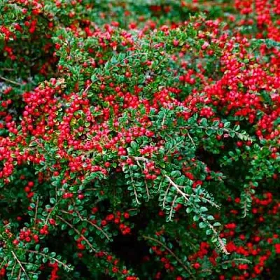 Кизильник горизонтальный  Кизильник горизонтальный в Саратове