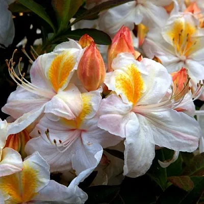 Азалия СИЛЬВЕР СЛИППЕР листопадная в Саратове