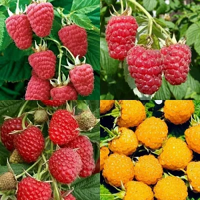 Комплект МАЛИНОВОЕ АССОРТИ в Саратове