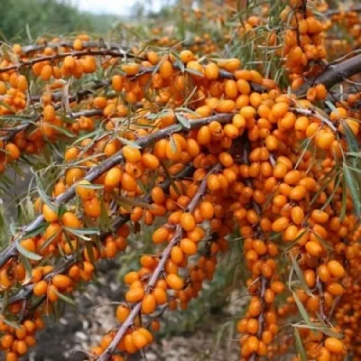 Облепиха ПЕРЧИК в Саратове