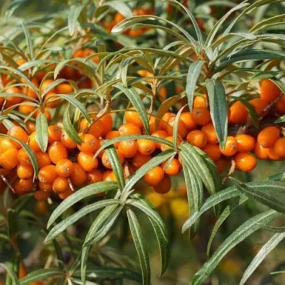 Облепиха РОСИНКА в Саратове