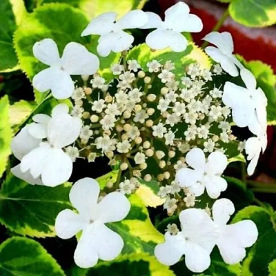 Гортензия МИРАНДА черешковая  Гортензия МИРАНДА черешковая в Саратове