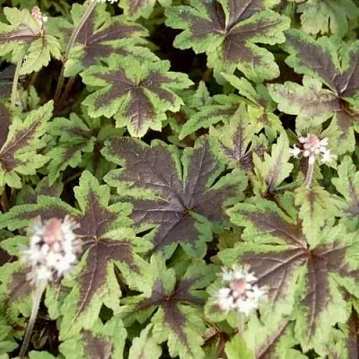 Гейхера ШУГА ЭНД СПАЙС  Гейхера ШУГА ЭНД СПАЙС в Саратове