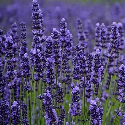 Лаванда МАНСТЕД узколистная  Лаванда МАНСТЕД узколистная в Саратове