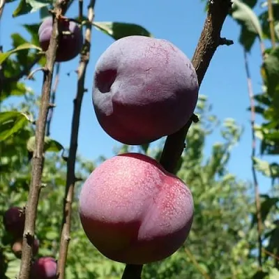 Плумкот ВЕЙ ВОНГ  Плумкот ВЕЙ ВОНГ в Саратове