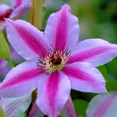 Клематис НЕЛЛИ МОЗЕР  Клематис НЕЛЛИ МОЗЕР в Саратове