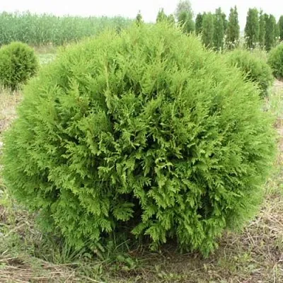 Туя ГЛОБОЗА западная в Саратове