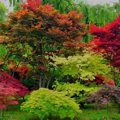 Лиственные деревья в Саратове