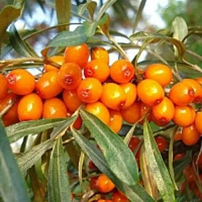Облепиха БОТАНИЧЕСКАЯ в Саратове