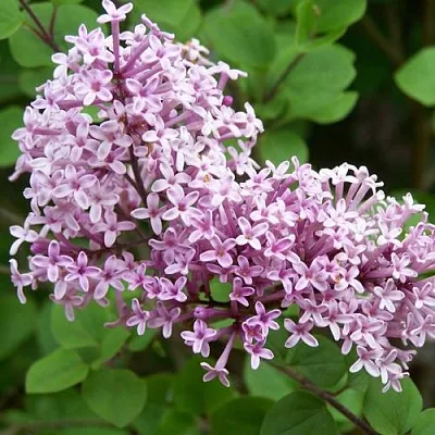 Сирень ПАЛИБИН   Сирень ПАЛИБИН  в Саратове