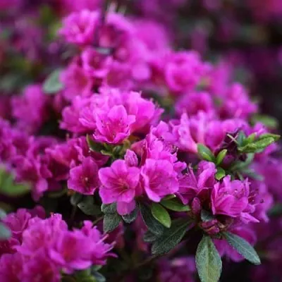 Азалия ГЕЙША ПЕРПЛ японская в Саратове