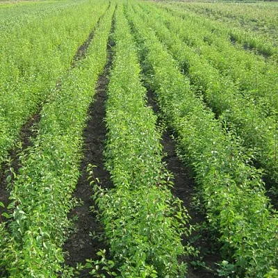 Подвой в Саратове