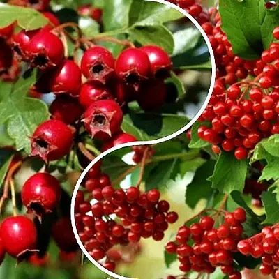 Комплект БУДЬ ЗДОРОВ в Саратове