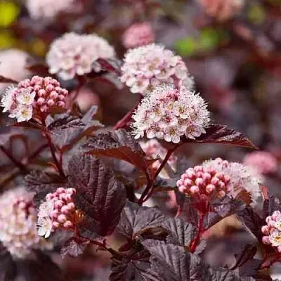 Пузыреплодник АНДРЕ   Пузыреплодник АНДРЕ  в Саратове