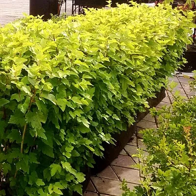 Комплект АНГЕЛ ГОЛД в Саратове